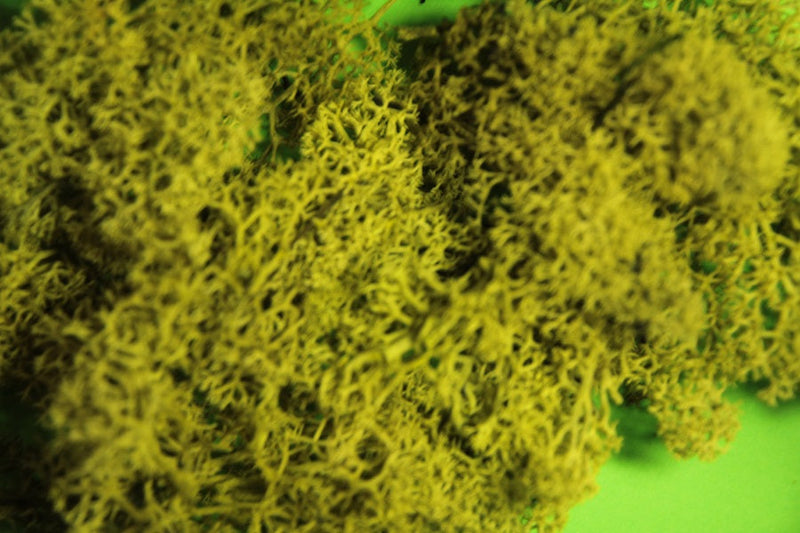 Load image into Gallery viewer, Green Scene Natural LICHEN
