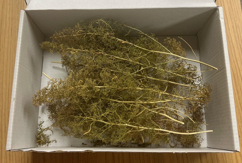 Load image into Gallery viewer, Green Scene GS341  Sea Foam FOREST TREES IN A BOX  (Sm, Med &amp; Lg)
